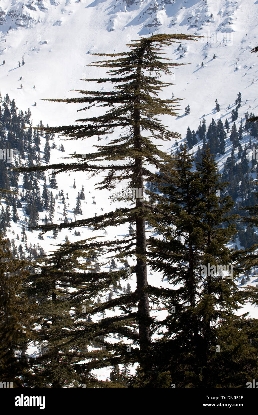 Cedar tree Cedrus libani, in Gidengelmez Mountains Antalya Turkey Stock Photo