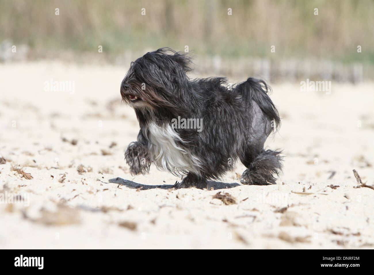 Dog Löwchen Petit Chien Lion Little Lion Adult Walking