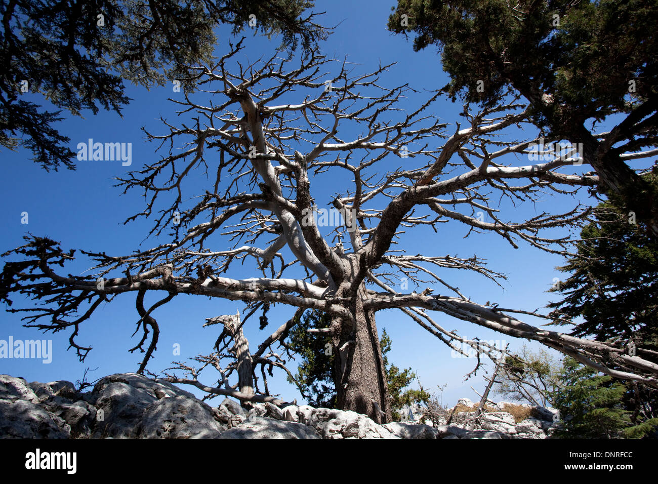 Dead cedar tree hi-res stock photography and images - Page 2 - Alamy