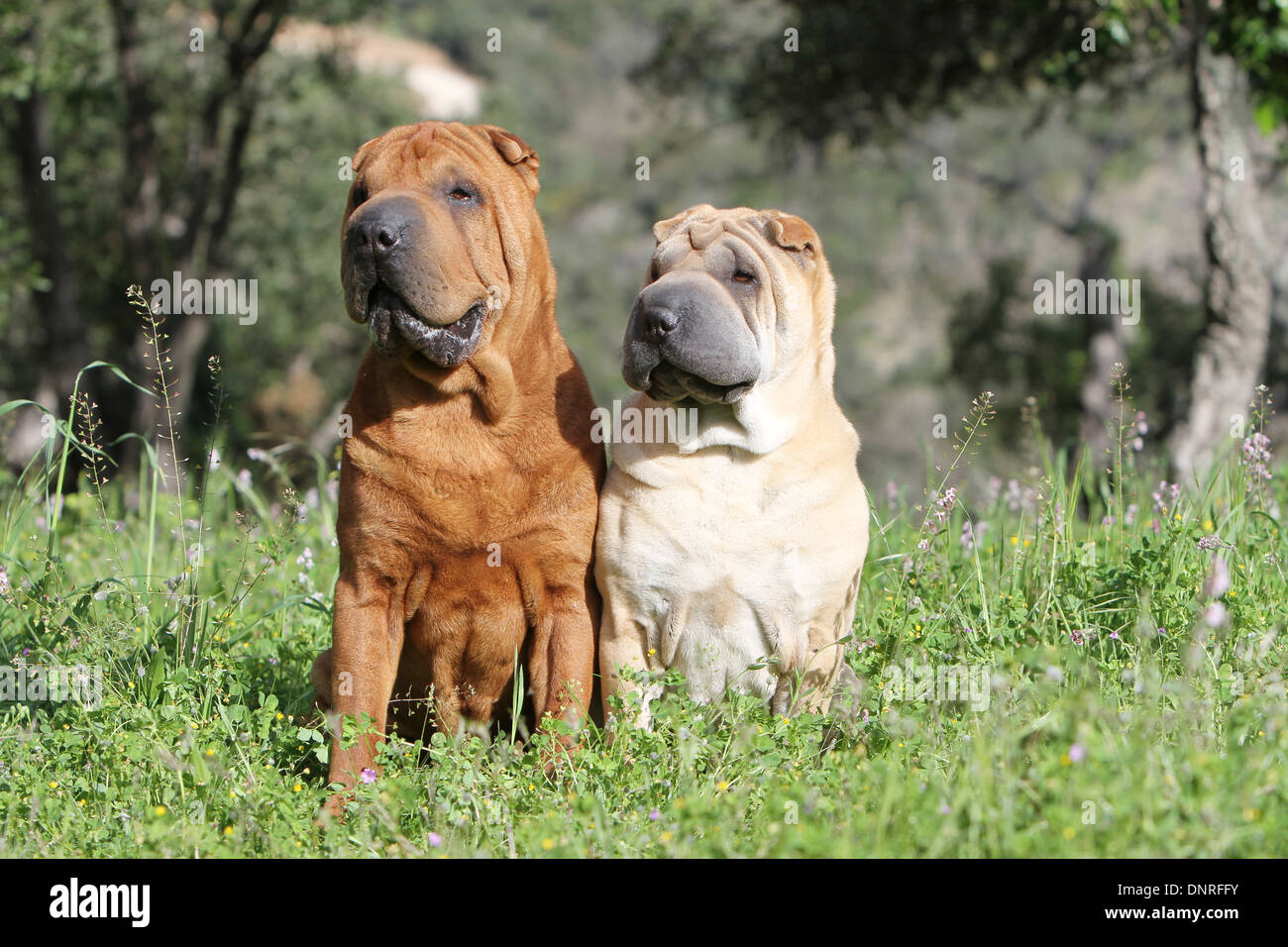 shar pei adults