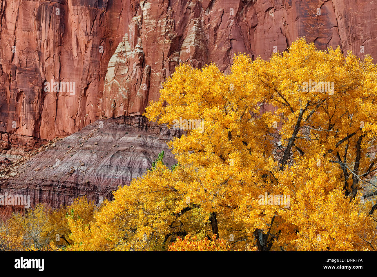 Cottonwood trees turn autumn gold hires stock photography and images