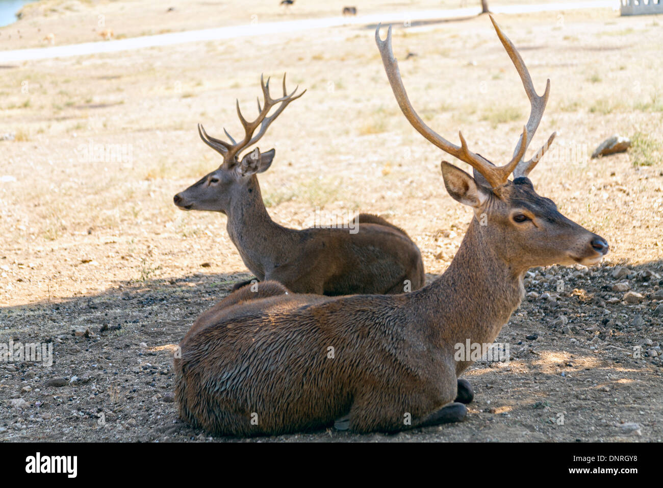 Snapshot of two antelopes looking at visitors and resting at open park area in Madrid Safari Park. Stock Photo