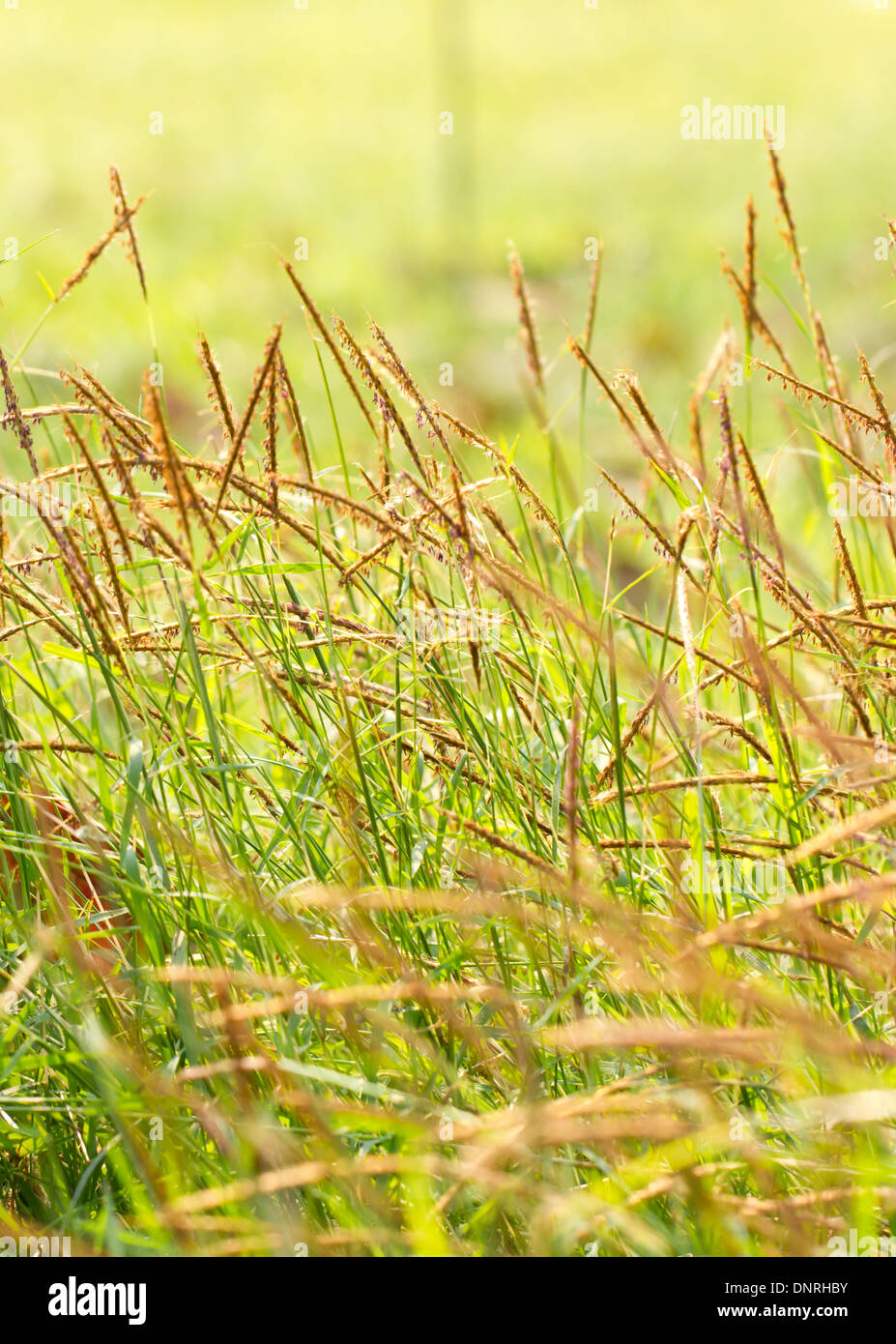 Field of weed grass. Stock Photo