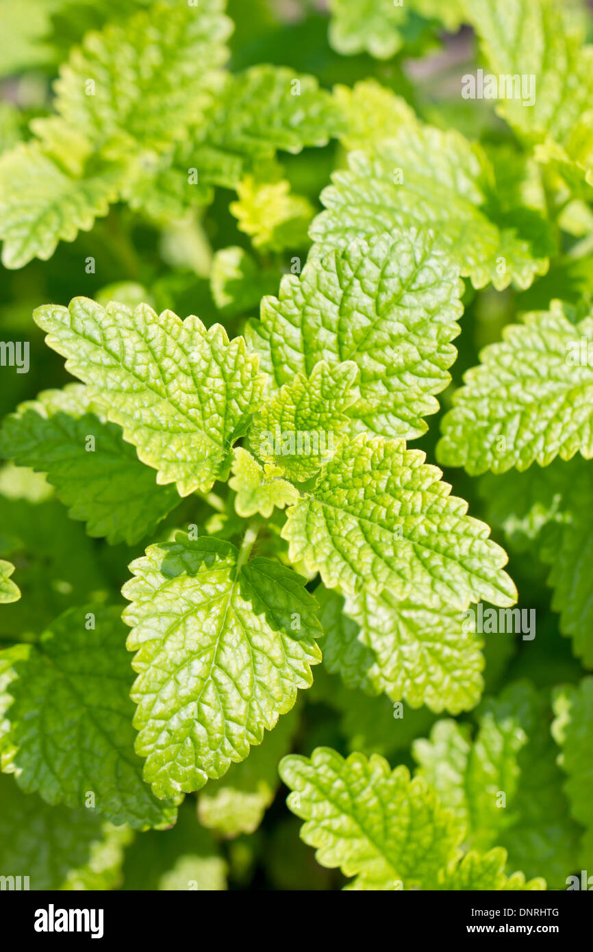 Organic peppermint hi-res stock photography and images - Alamy