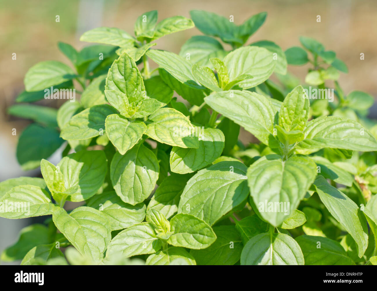 Sweet basil plant Stock Photo Alamy