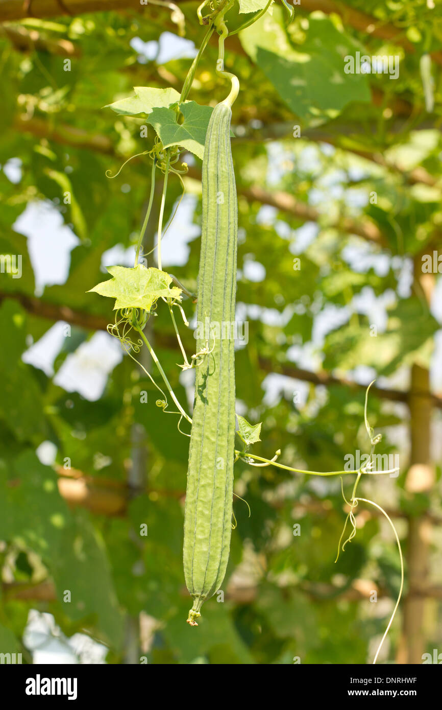 Angled gourd hi-res stock photography and images - Alamy