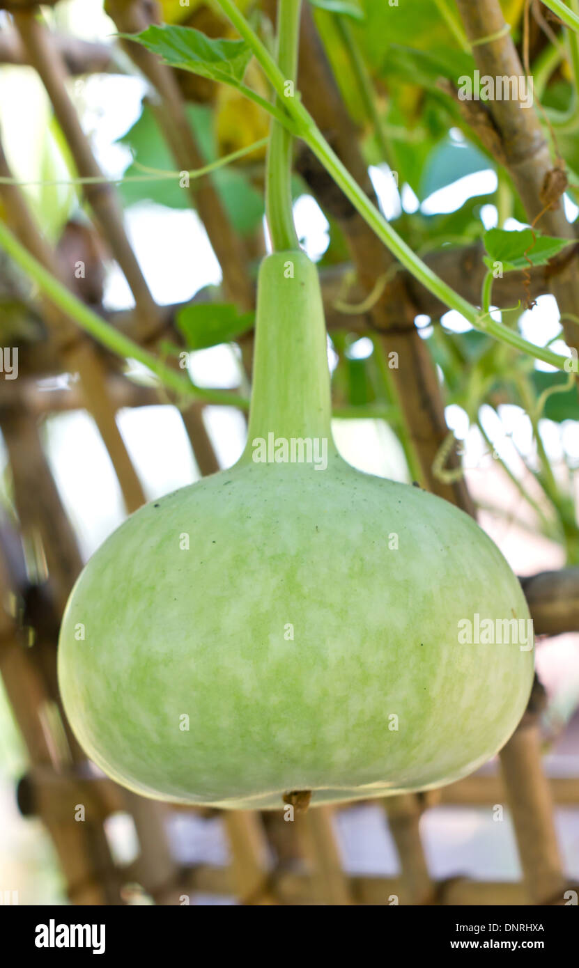 Bean gourd hires stock photography and images Alamy