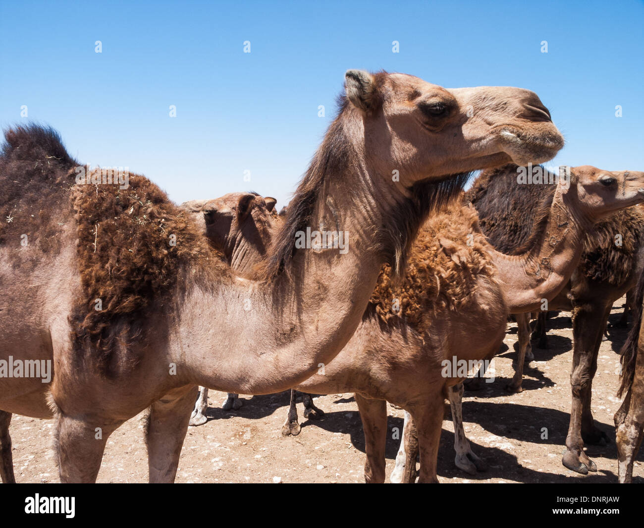 Camels at the market in Guelmim - biggest Camel trade market in Morocco. Stock Photo