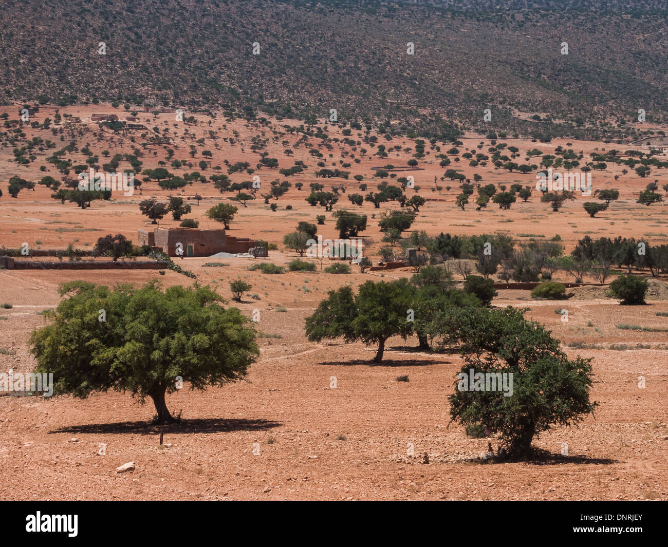 Olive trees in the middle of the Sahara Desert, near Tznit, Morocco Stock Photo