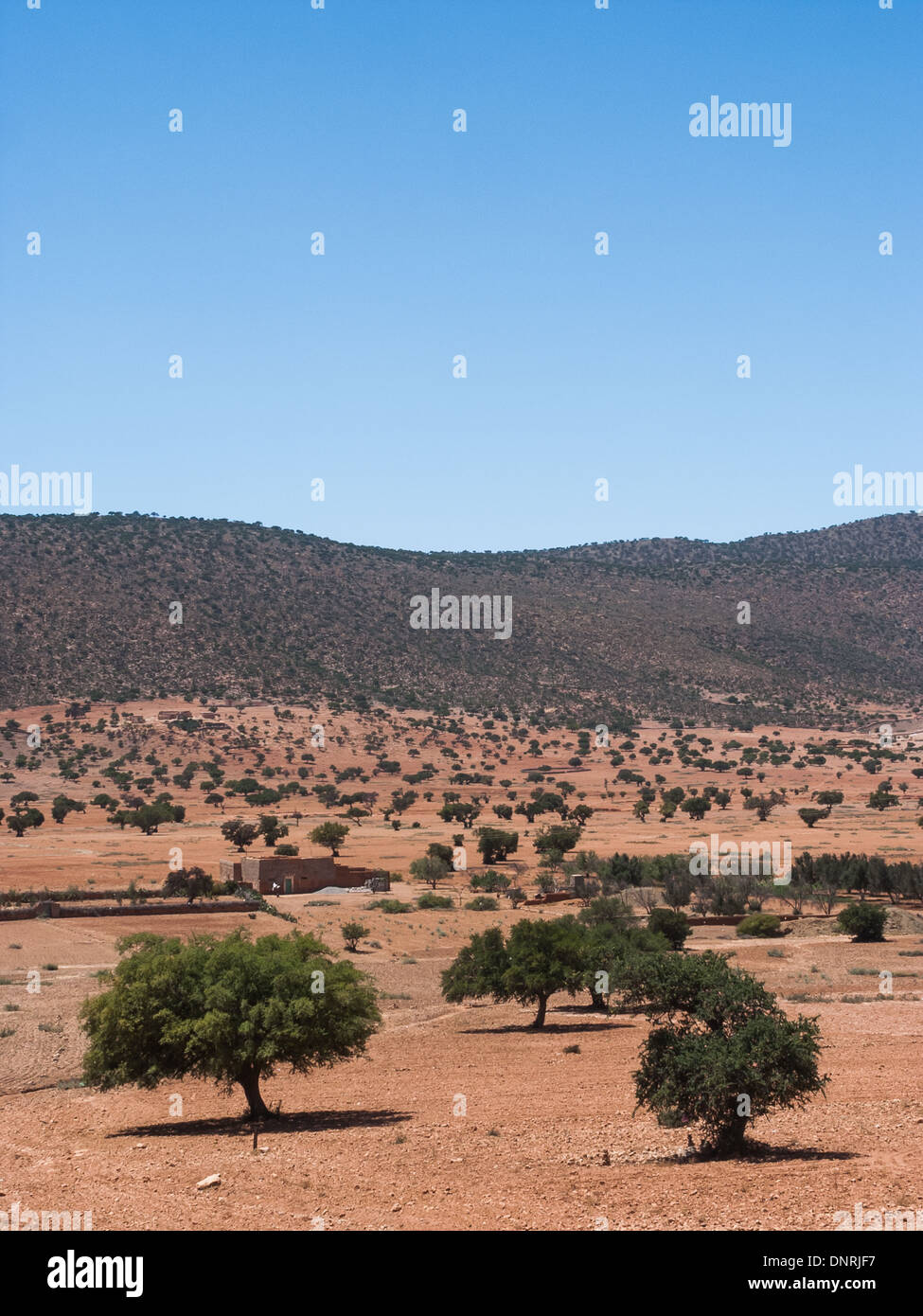 Olive trees in the middle of the Sahara Desert, near Tznit, Morocco Stock Photo