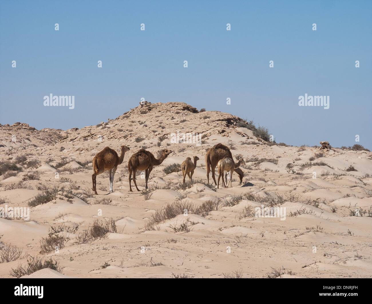 Herd of camels in the Sahara desert Stock Photo