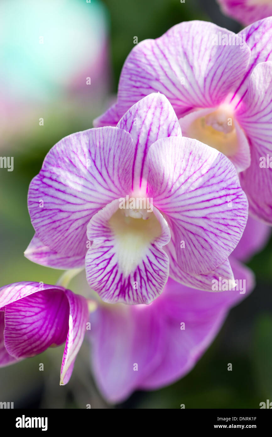 Orchid flower (Dendrobium). Stock Photo