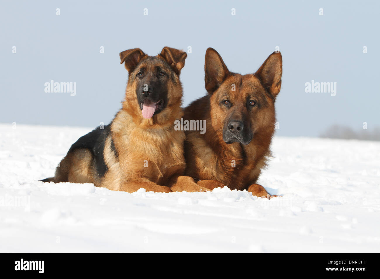 Dog German Shepherd Dog / Deutscher Schäferhund  adult and young Stock Photo