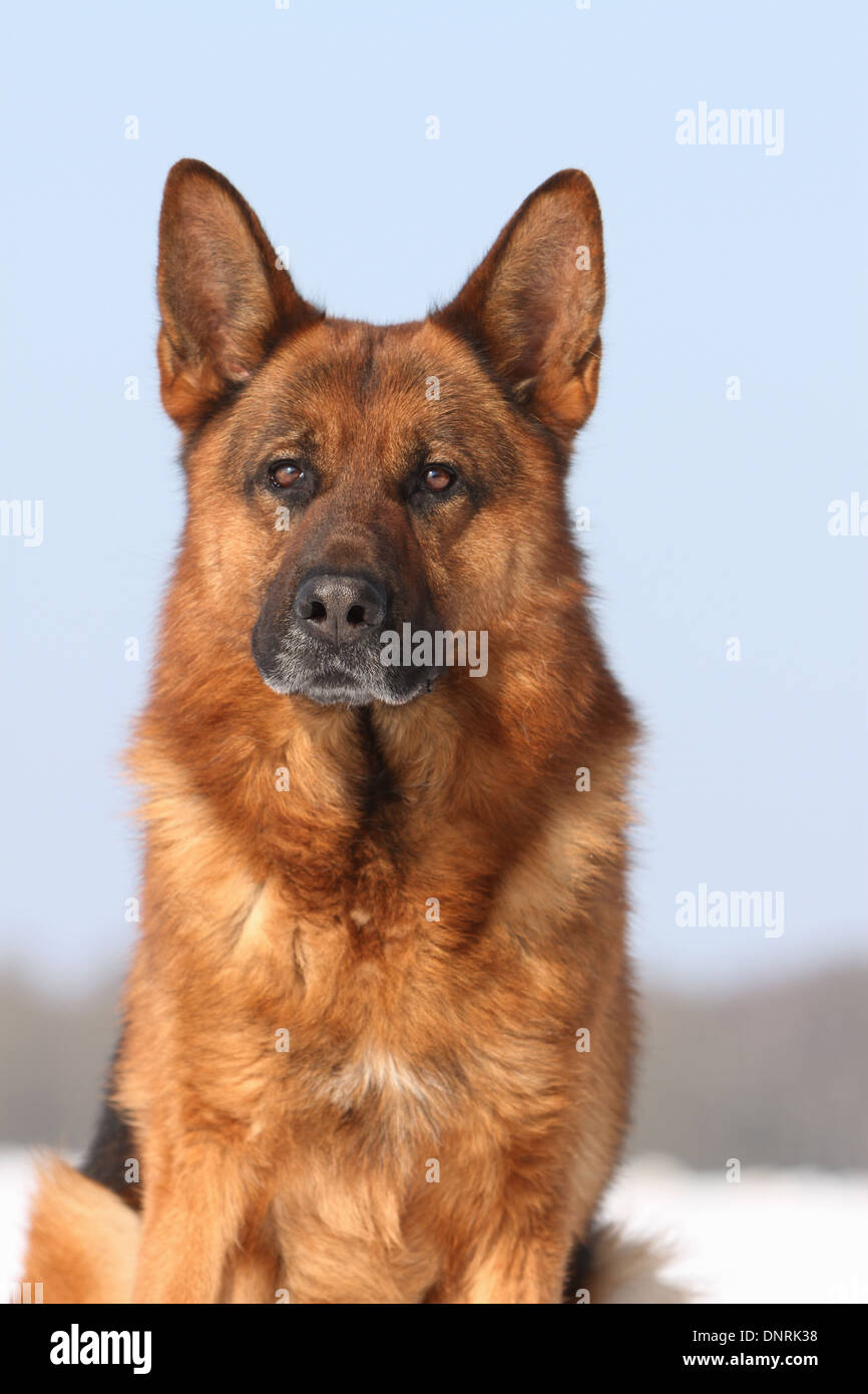 Dog German Shepherd Dog / Deutscher Schäferhund adult portrait Stock Photo