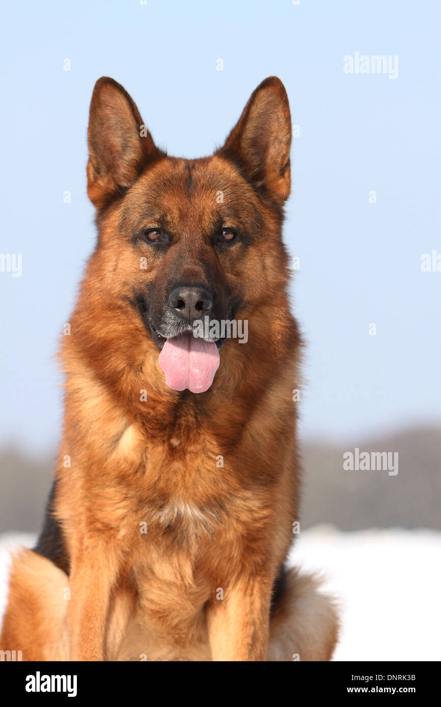 Dog German Shepherd Dog / Deutscher Schäferhund adult portrait Stock Photo