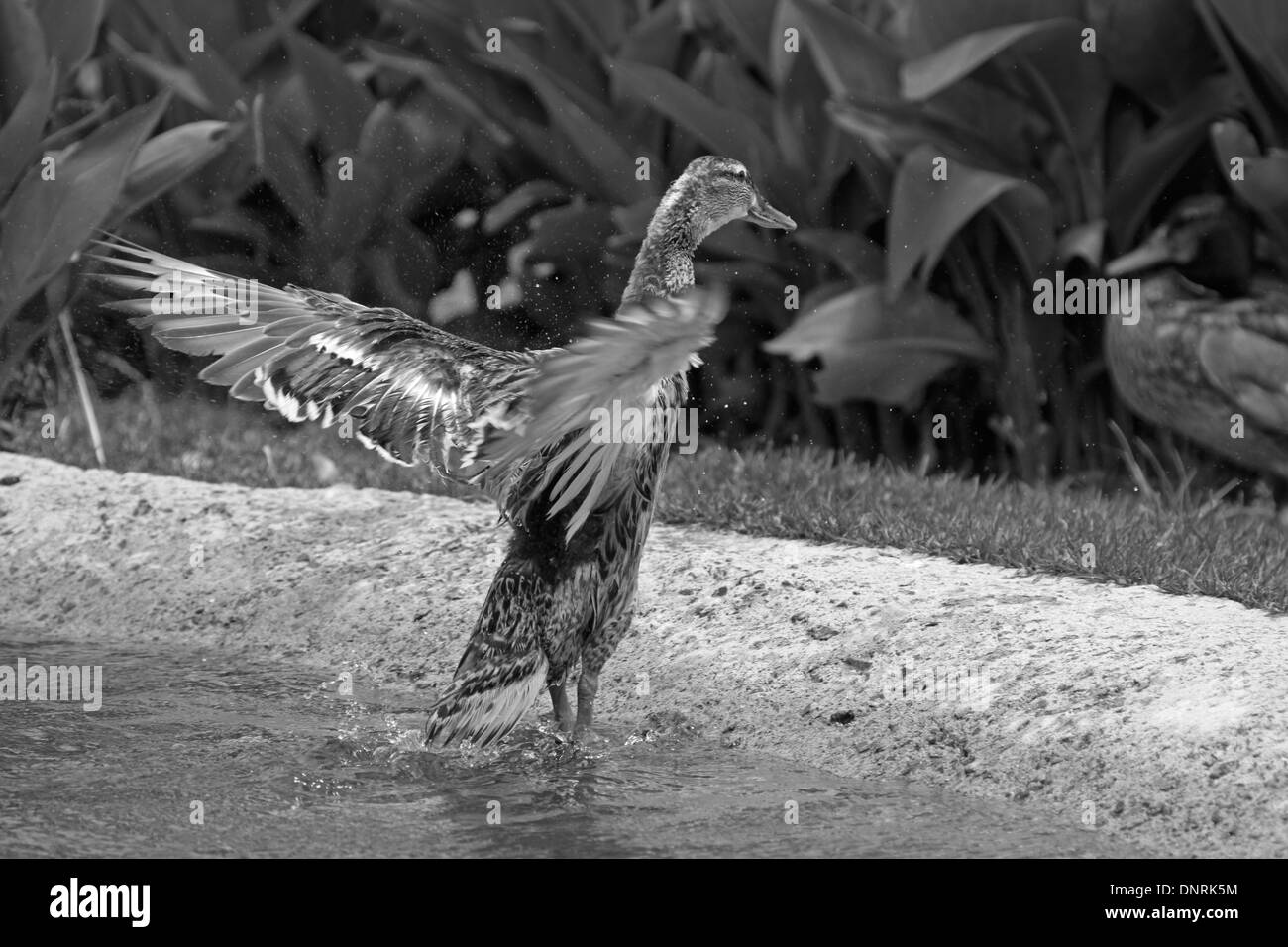 Black and white photo of A Mallard  or Wild Duck (Anas platyrhynchos) drying itself after a swim at Chimp Haven, Klapmuts. Stock Photo