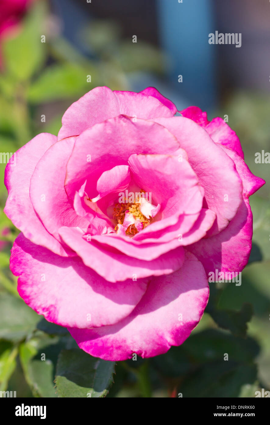 Pink rose in a garden Stock Photo - Alamy
