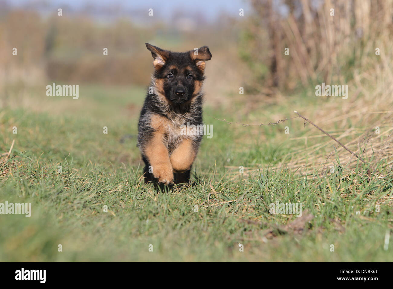 Dog German Shepherd Dog Deutscher Schaferhund Puppy Running In A Meadow Stock Photo Alamy