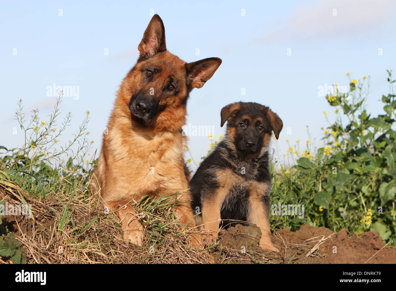 Dog German Shepherd Dog / Deutscher Schäferhund adult and puppy Stock ...