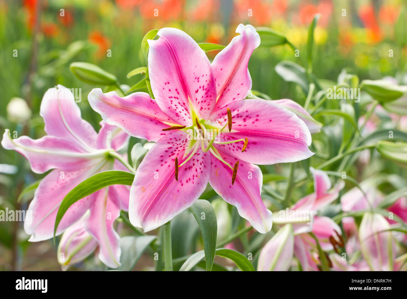 Lily flower bouquet hires stock photography and images Alamy
