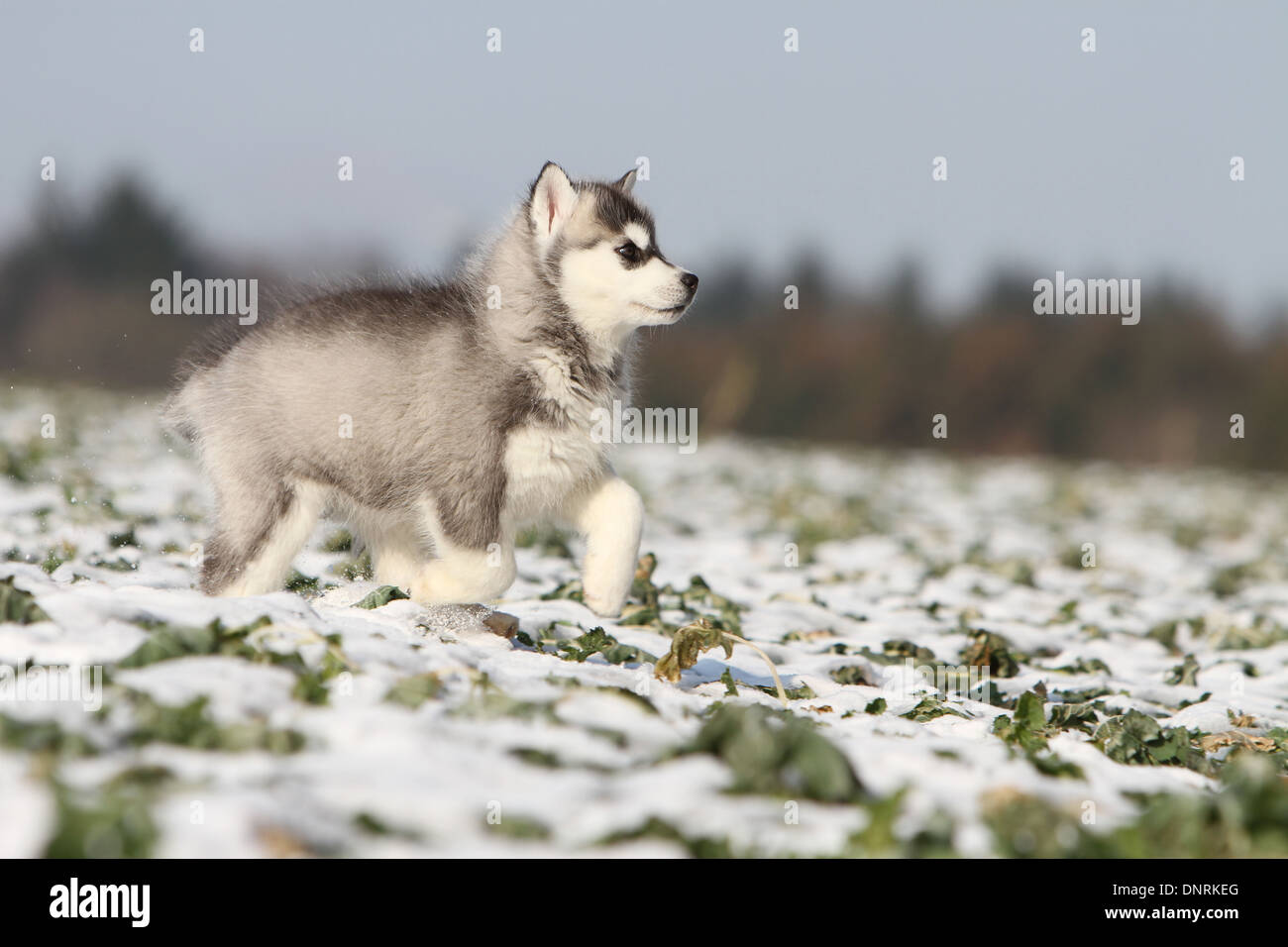 Dog Siberian Husky puppy walking in the snow Stock Photo - Alamy
