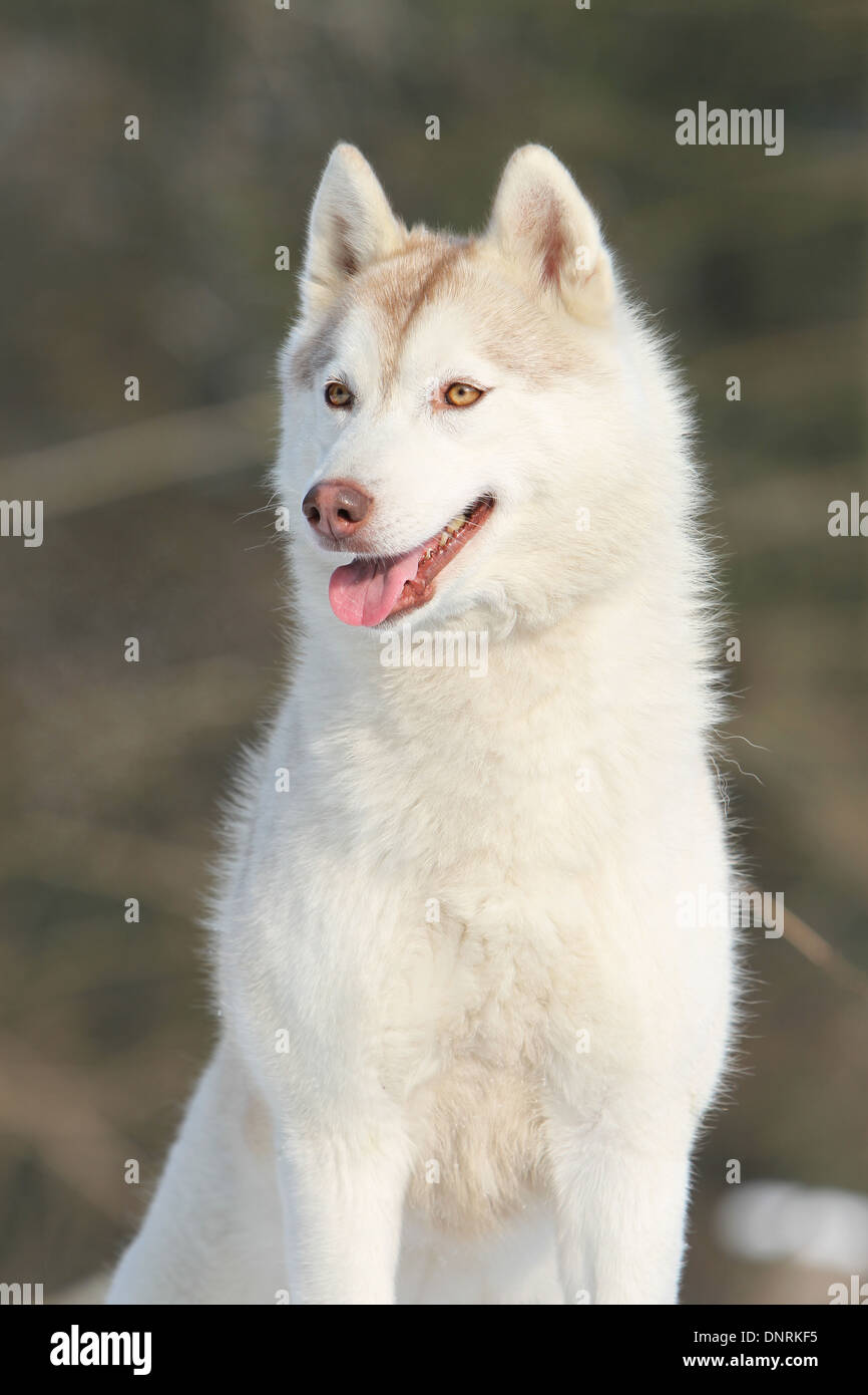 Dog Siberian Husky  adult portrait Stock Photo