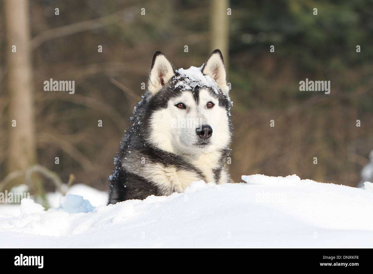Dog Siberian Husky adult lying in the snow Stock Photo - Alamy