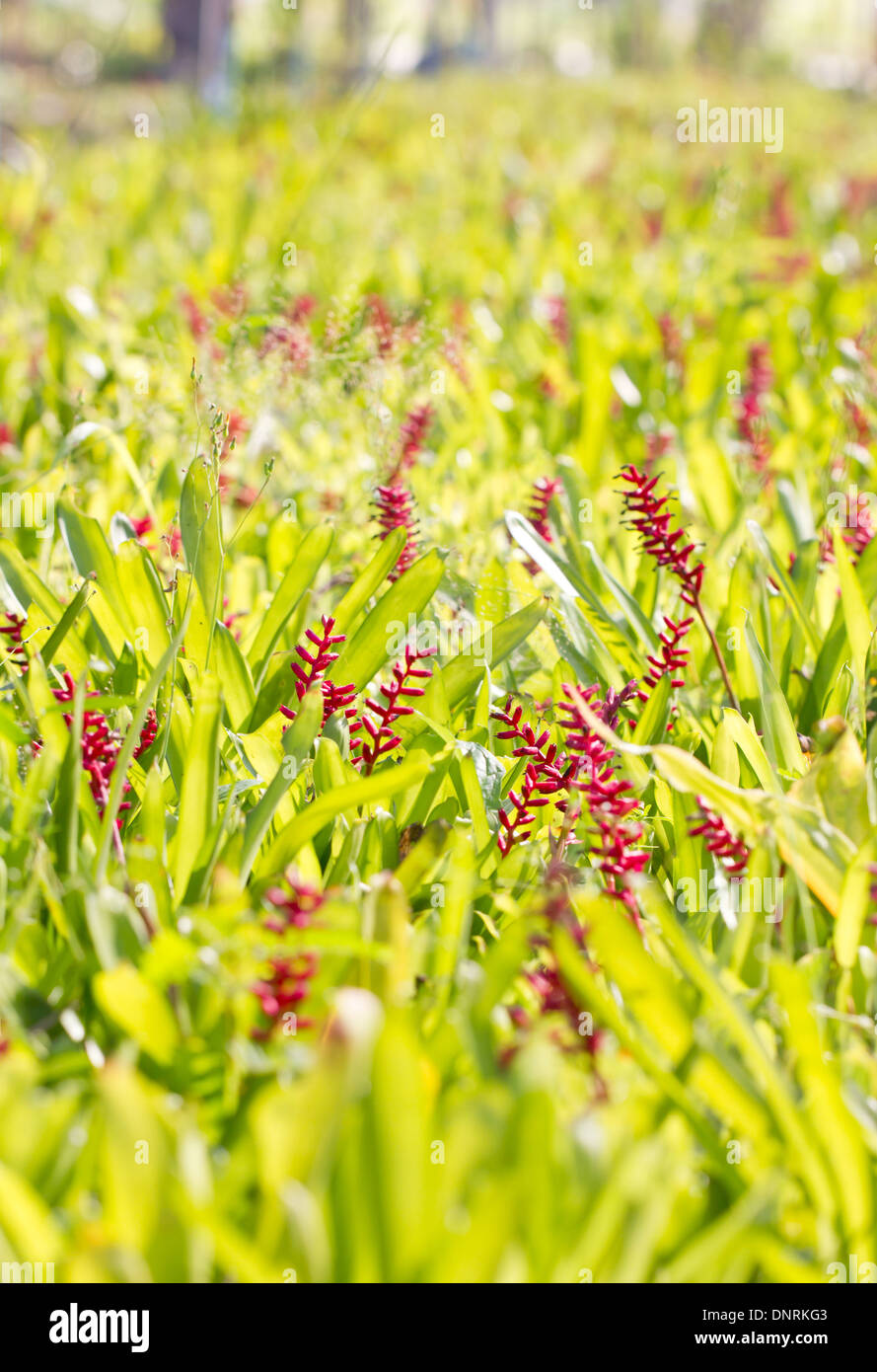 Red aechmea apocalyptica gamesopela bromeliad flowers. Stock Photo