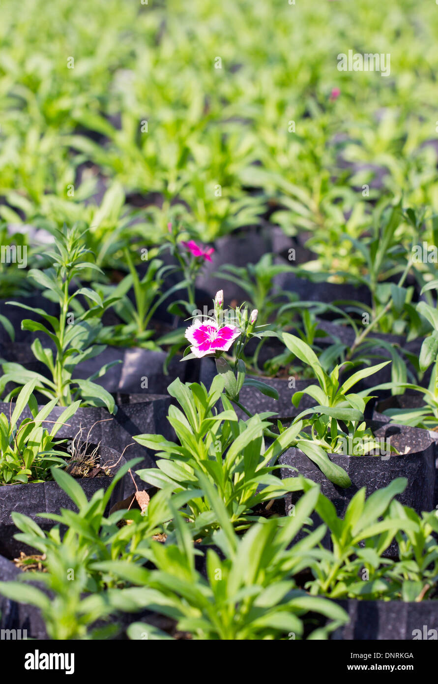 Dianthus flowers cultivate. Stock Photo