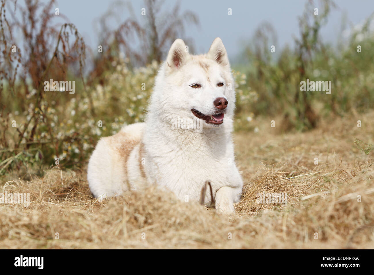 Dog Siberian Husky adult lying in the snow Stock Photo - Alamy