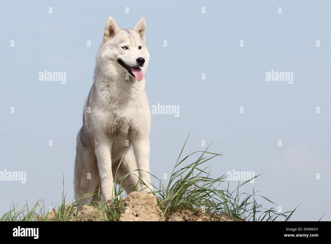 Dog Siberian Husky adult standing Stock Photo Alamy