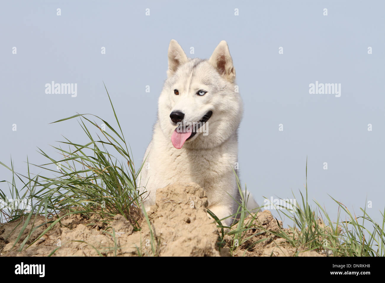 Dog Siberian Husky adult lying on the ground Stock Photo - Alamy