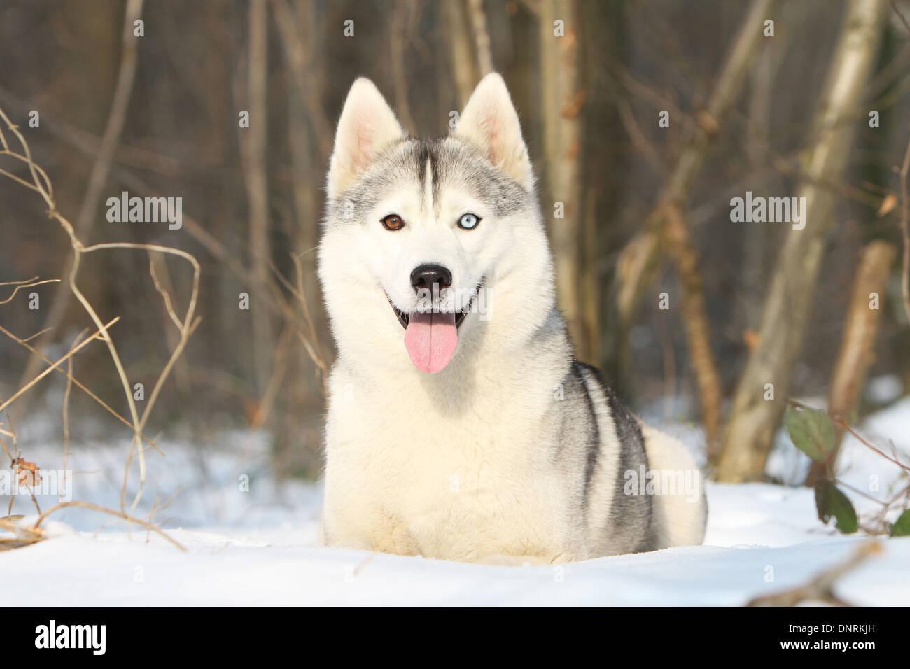 Dog Siberian Husky adult lying in the snow Stock Photo - Alamy