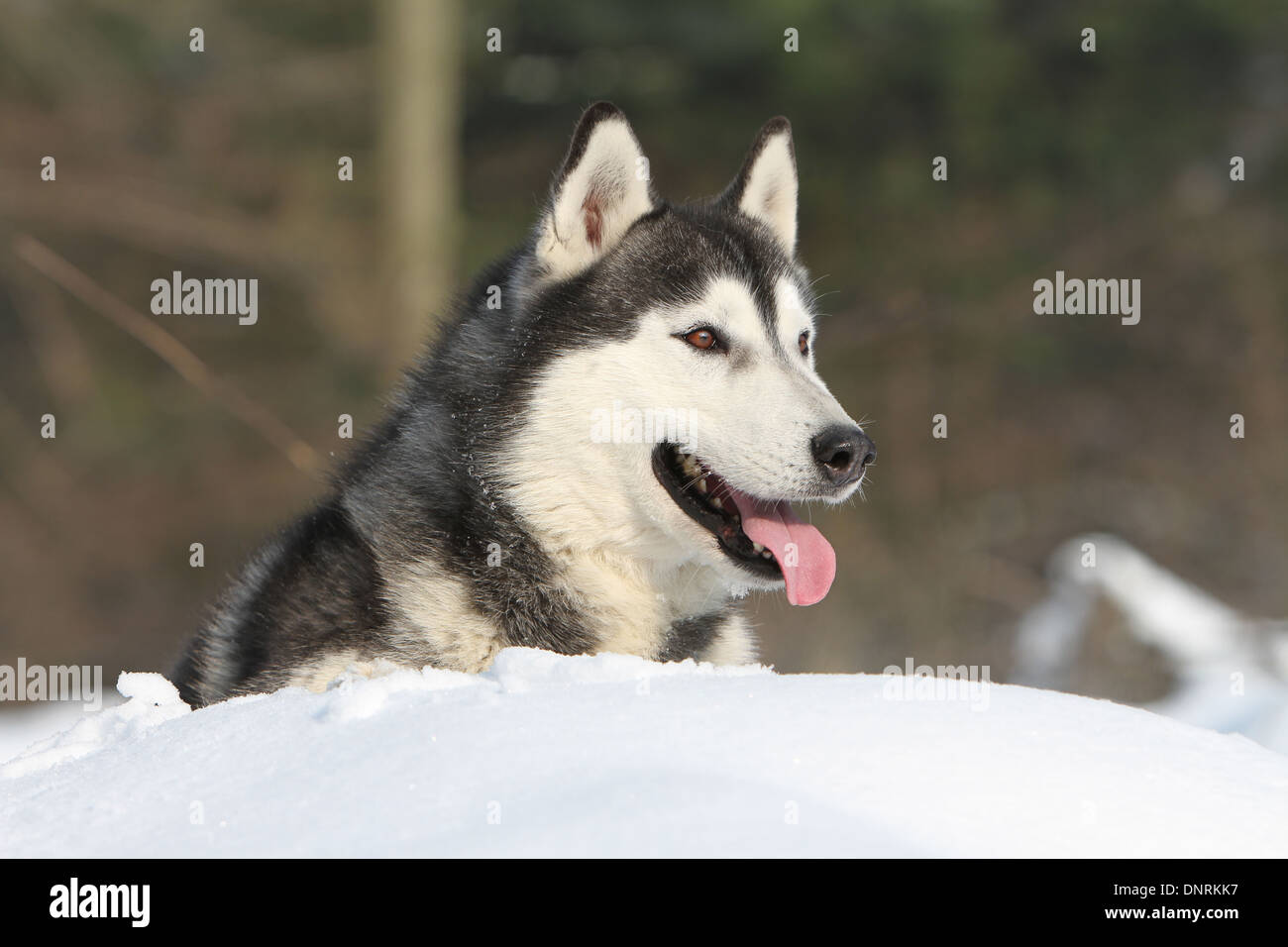 Dog Siberian Husky adult lying in the snow Stock Photo - Alamy