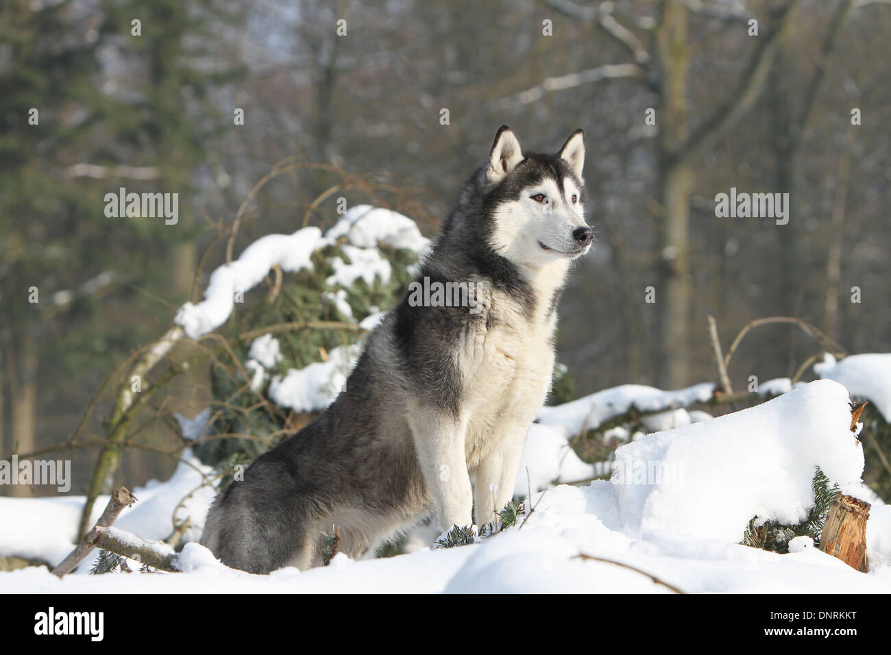 Dog Siberian Husky standing on snow Stock Photo - Alamy