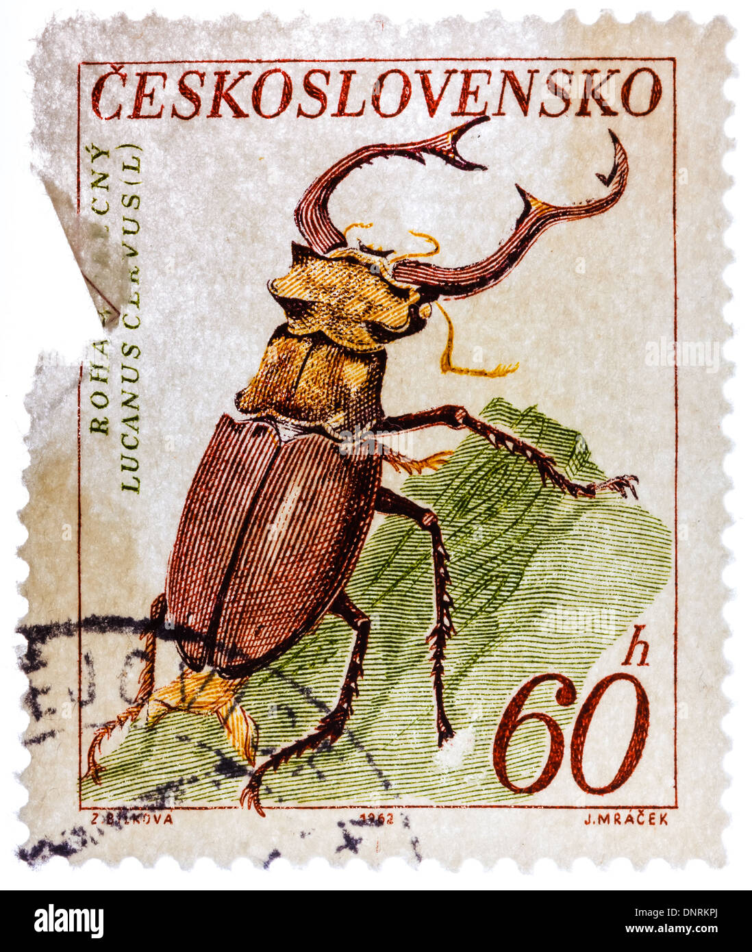 CZECHOSLOVAKIA - CIRCA 1962: Postage stamp printed by Czechoslovakia, shows Stag beetle, circa 1962 Stock Photo