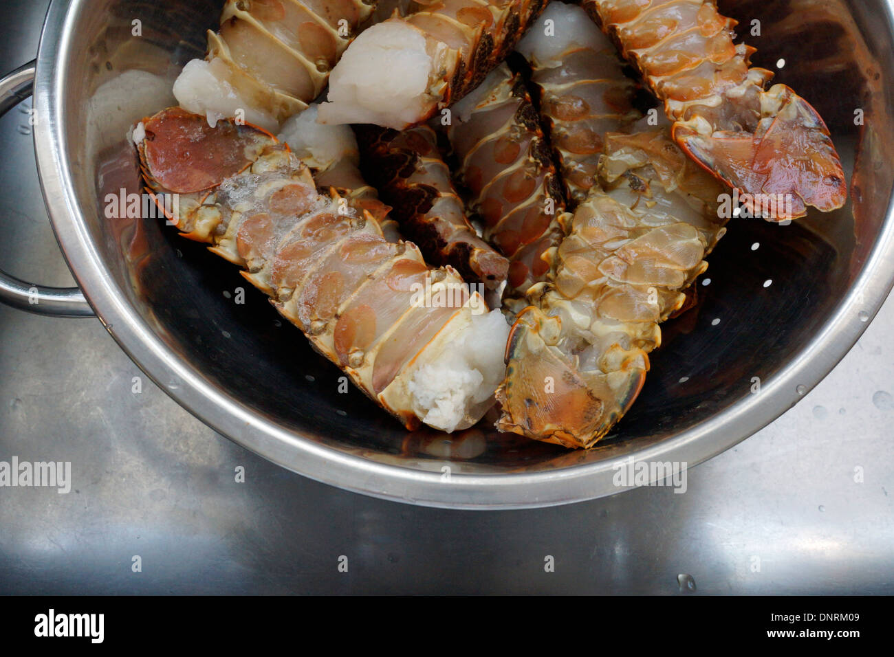 Raw Cape rock lobster or West Coast rock lobster (Jasus lalandii ) tails defrosting in colander. Stock Photo