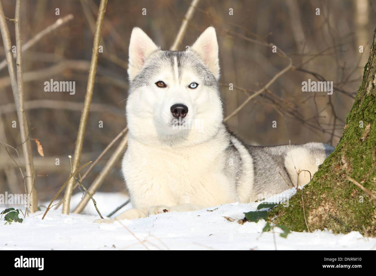 Dog Siberian Husky adult lying in the snow Stock Photo - Alamy
