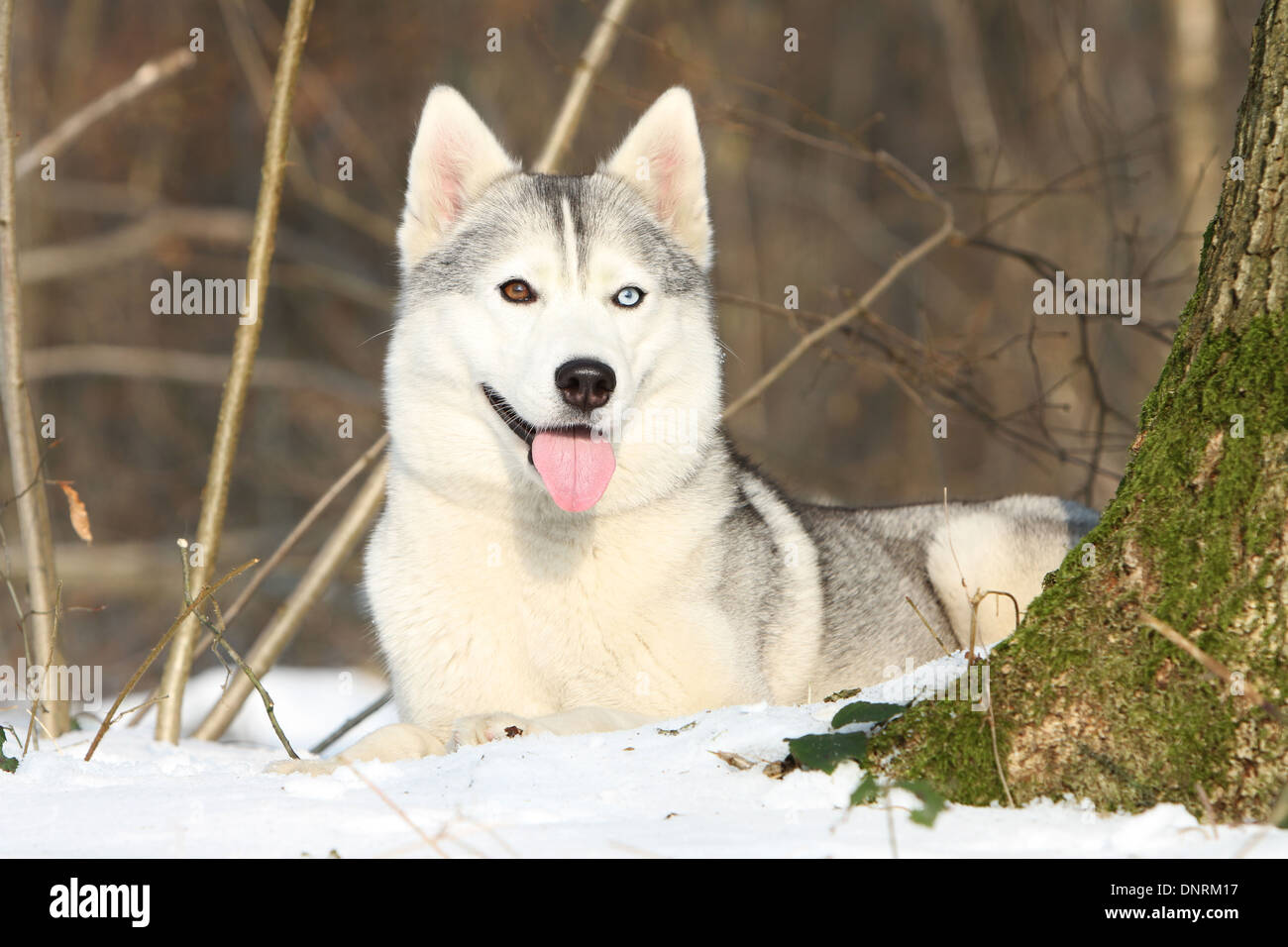 Dog Siberian Husky adult lying in the snow Stock Photo - Alamy