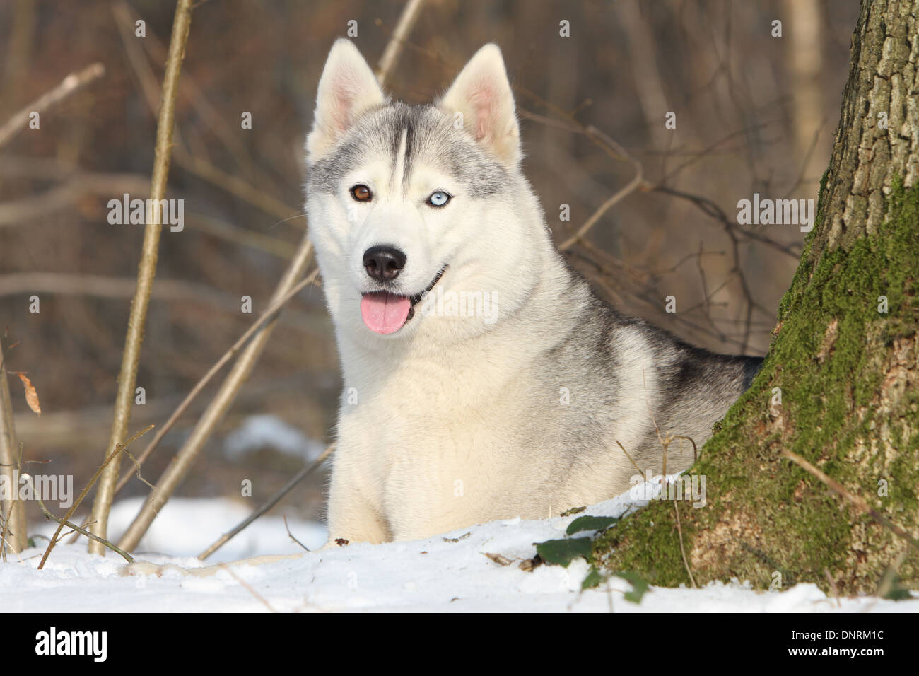 Dog Siberian Husky adult lying next to a tree Stock Photo Alamy