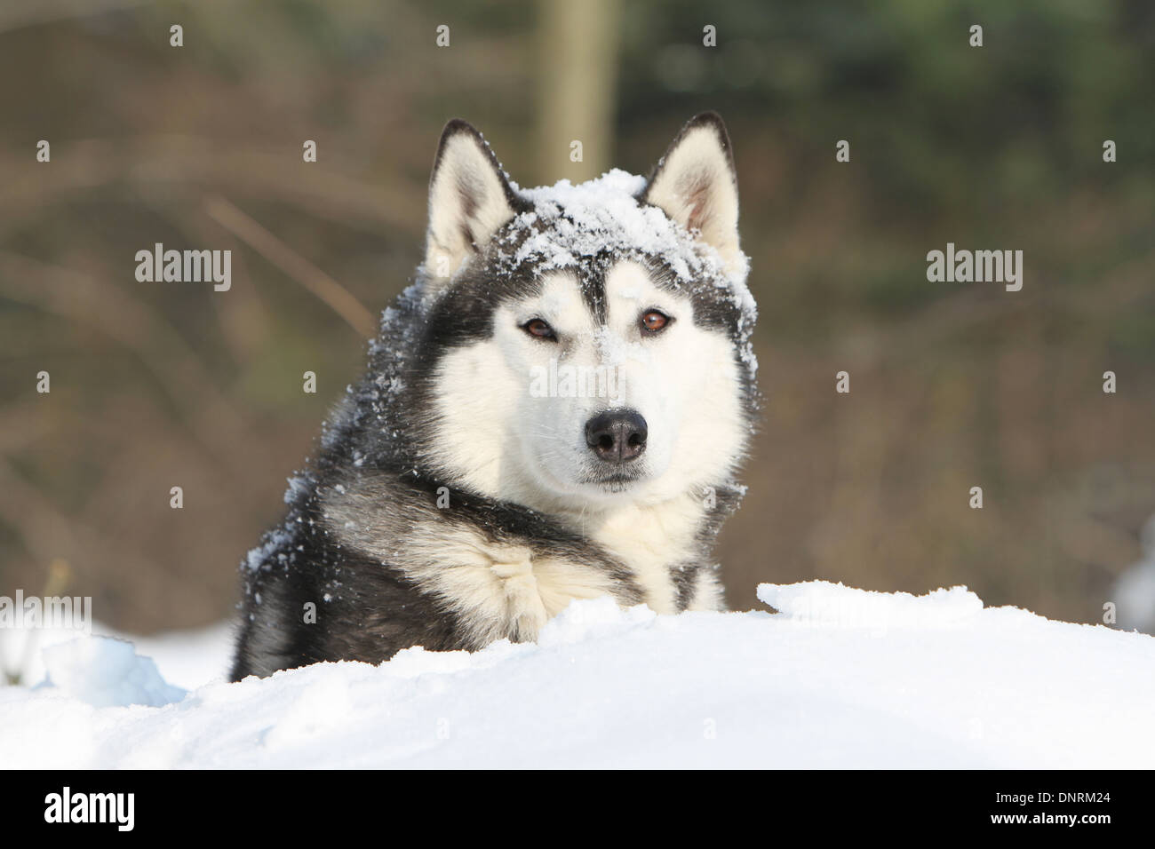 Dog Siberian Husky adult lying in the snow Stock Photo - Alamy