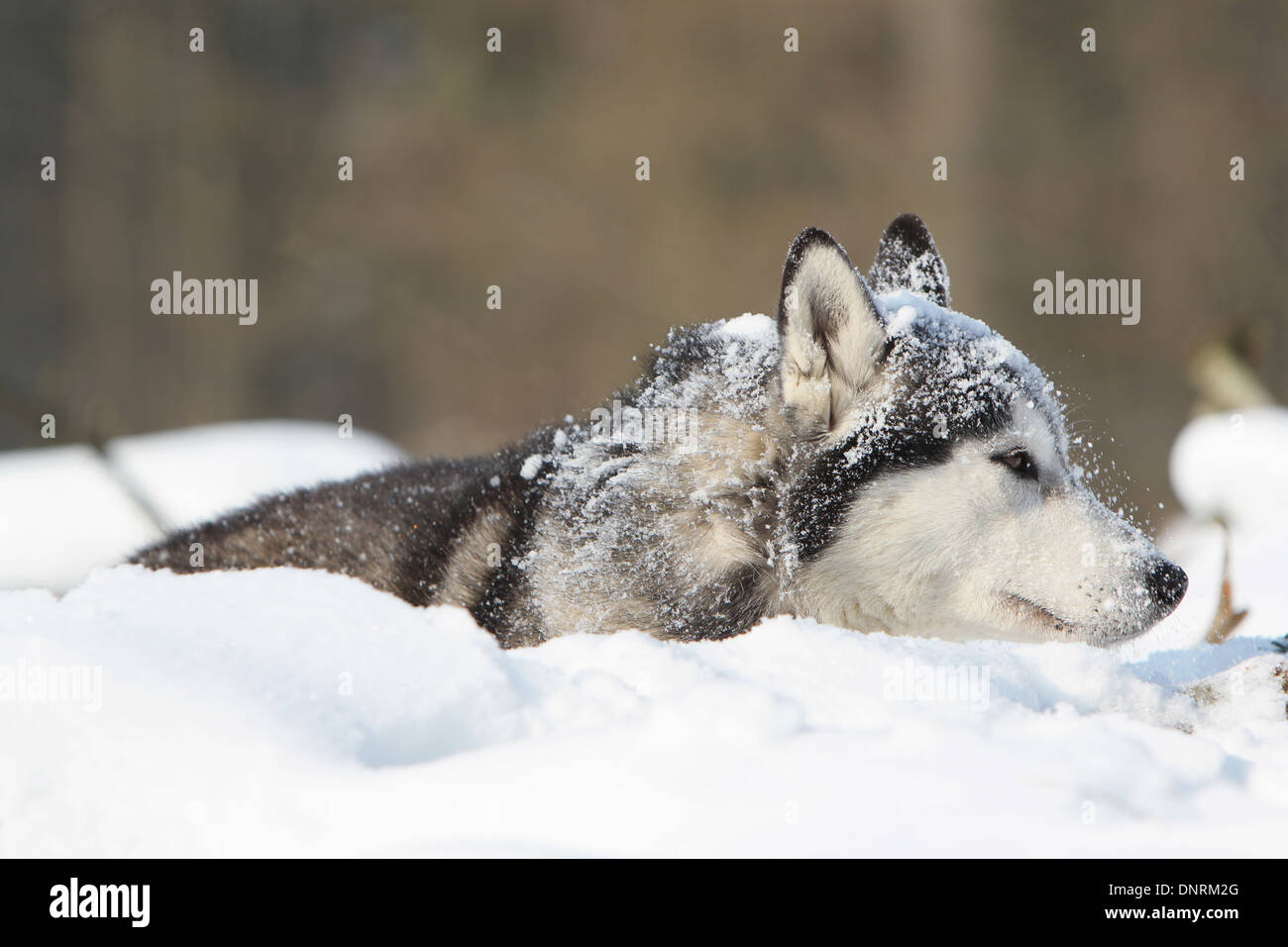 Dog Siberian Husky adult lying in the snow Stock Photo - Alamy