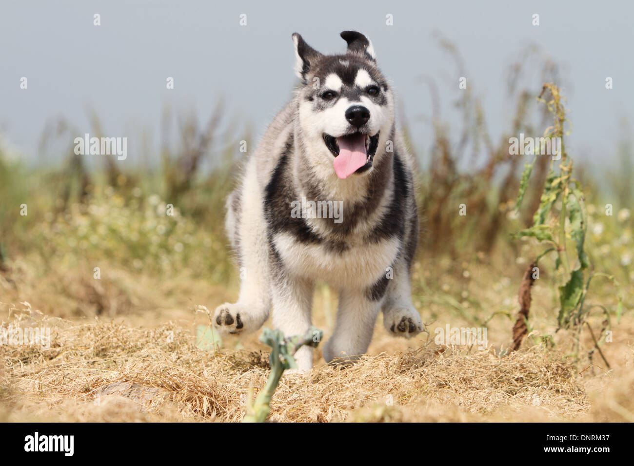 Dog Siberian Husky puppy running in a meadow Stock Photo Alamy
