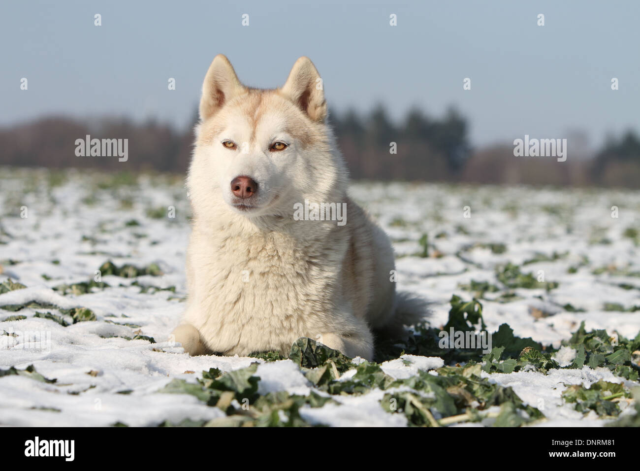 Dog Siberian Husky adult lying in the snow Stock Photo - Alamy