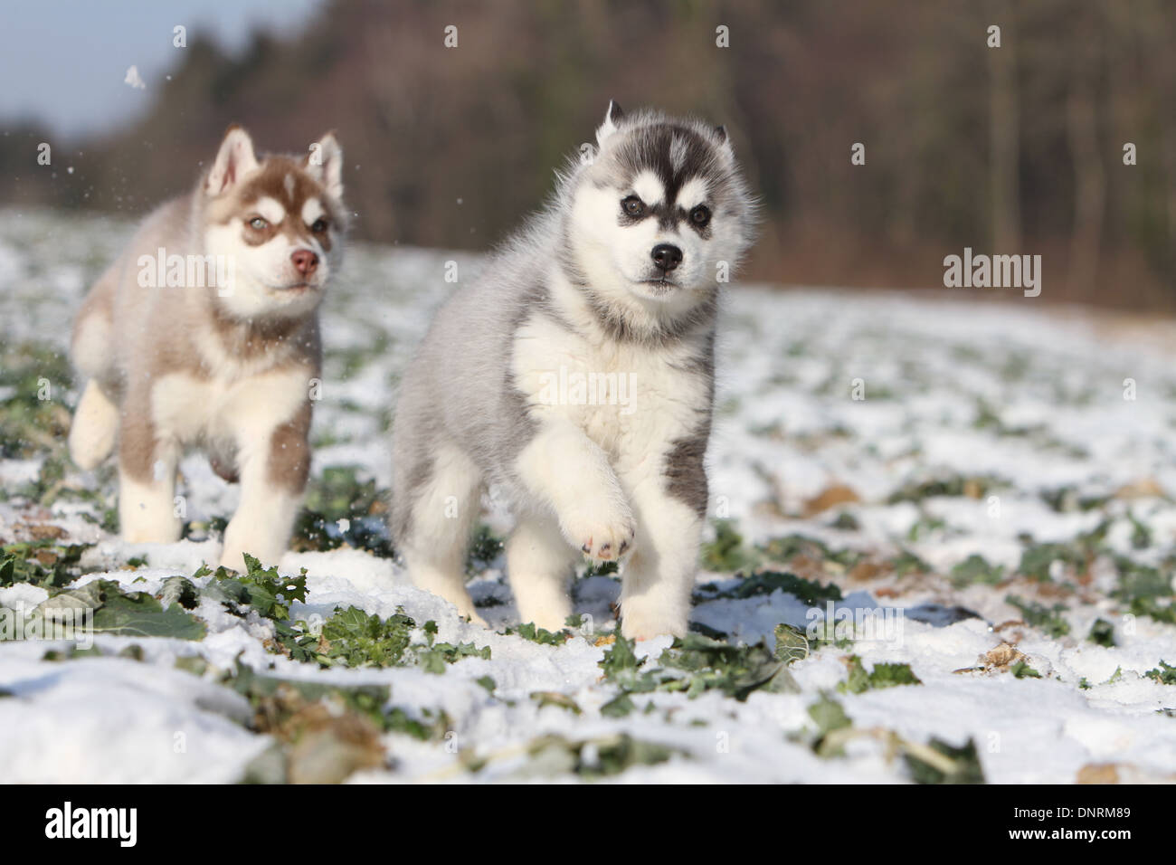 Dog Siberian Husky two puppies running in the snow Stock Photo - Alamy