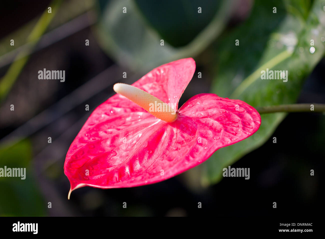 Anthurium/Flamingo flowers. Stock Photo