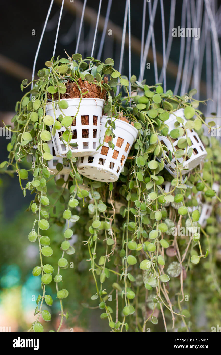 Creeper plant hires stock photography and images Alamy
