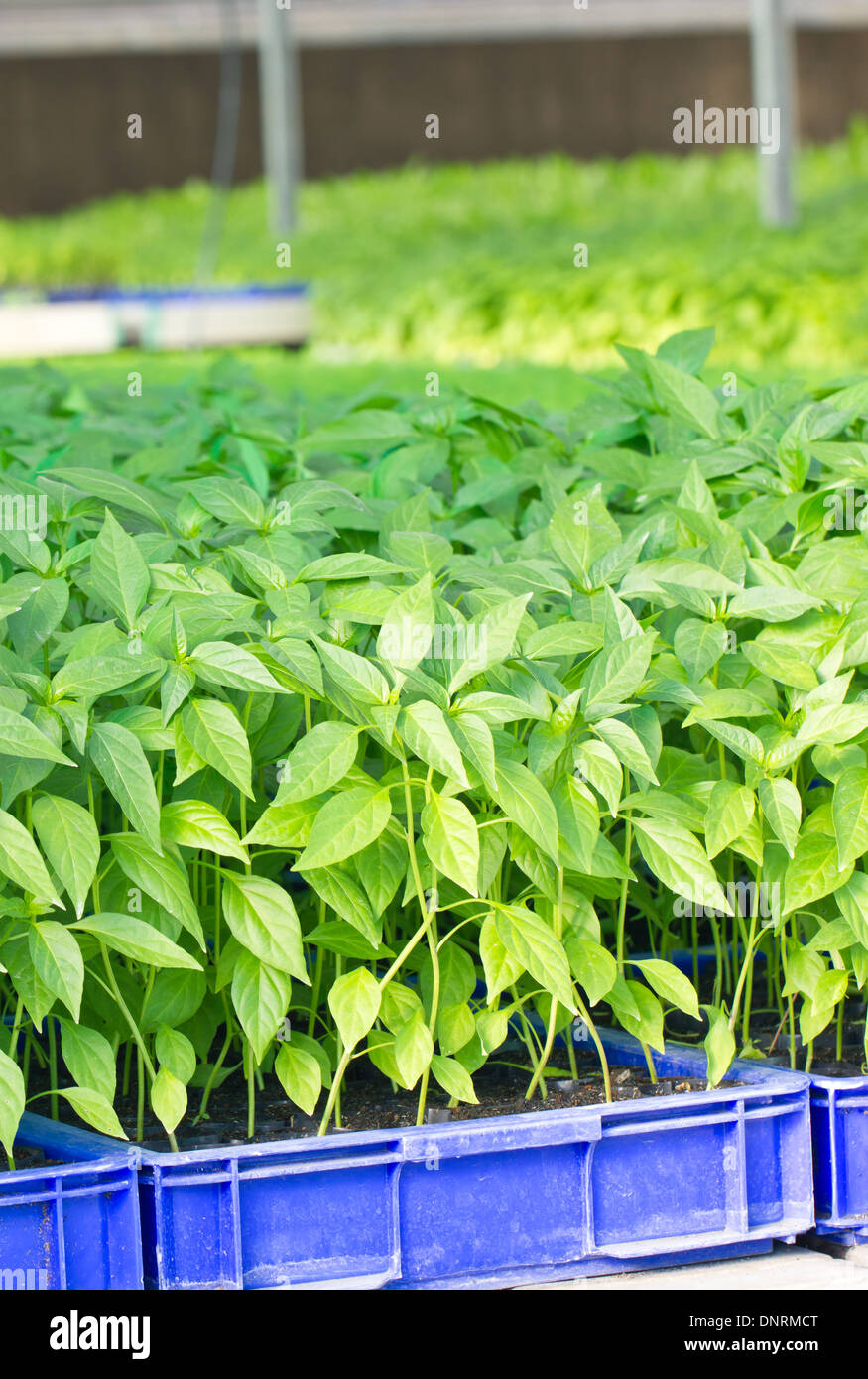 Chilli plant farm. Stock Photo