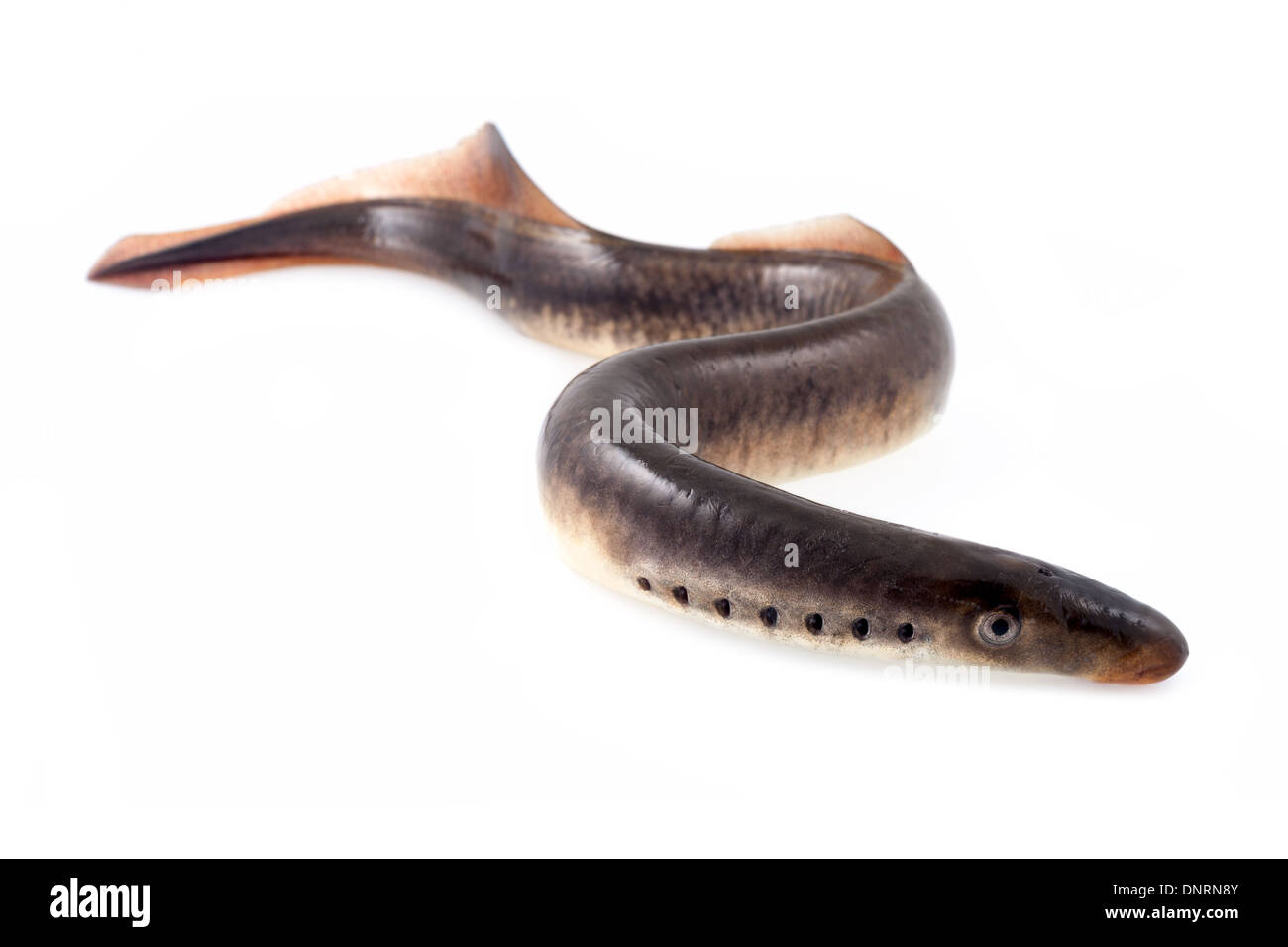 Lamprey fish Stock Photo