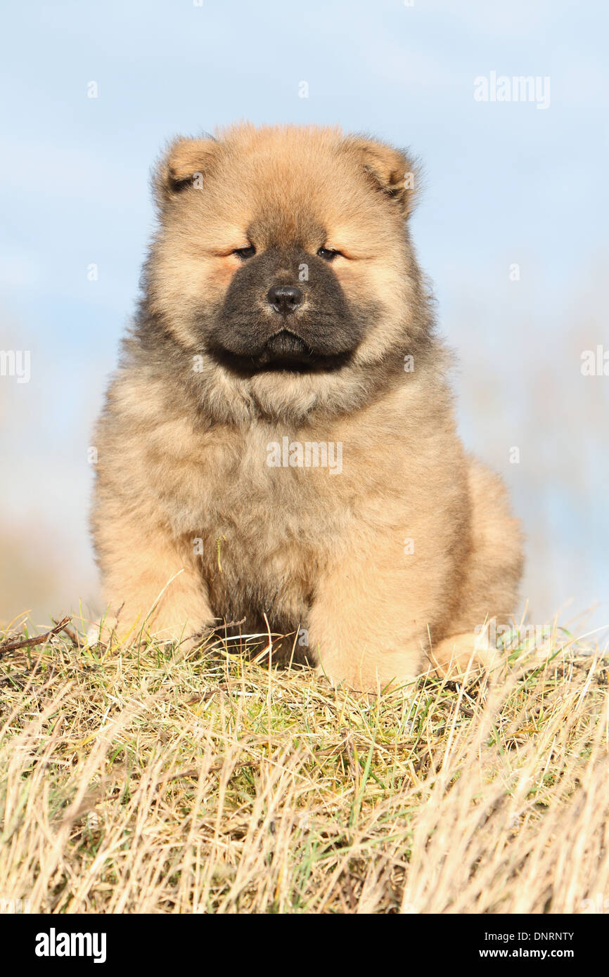 Chow Chows High Resolution Stock Photography And Images Alamy